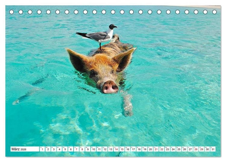 Produktbild: Schweine im Dauerurlaub auf den Bahamas! (Tischkalender 2026 DIN A5 quer), CALVENDO Monatskalender