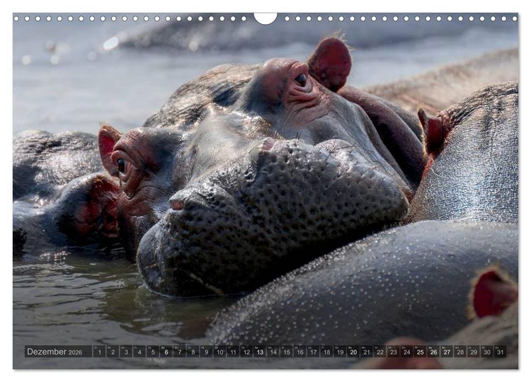 Produktbild: S&uuml;dafrika - Die Tierwelt (Wandkalender 2026 DIN A3 quer), CALVENDO Monatskalender