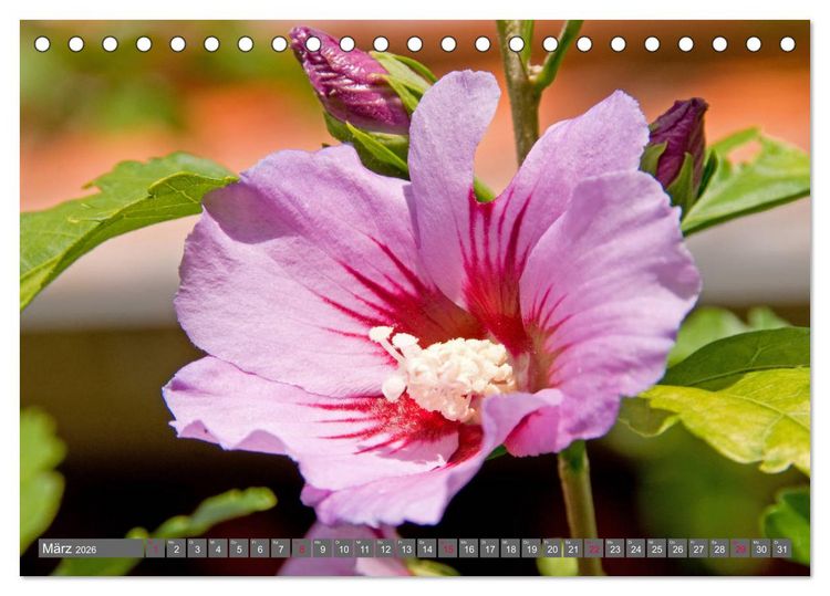 Produktbild: Blumenpracht der Welt (Tischkalender 2026 DIN A5 quer), CALVENDO Monatskalender