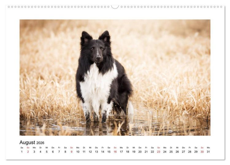 Produktbild: Herzensshelties - Shetland Sheepdogs (hochwertiger Premium Wandkalender 2026 DIN A2 quer), Kunstdruck in Hochglanz