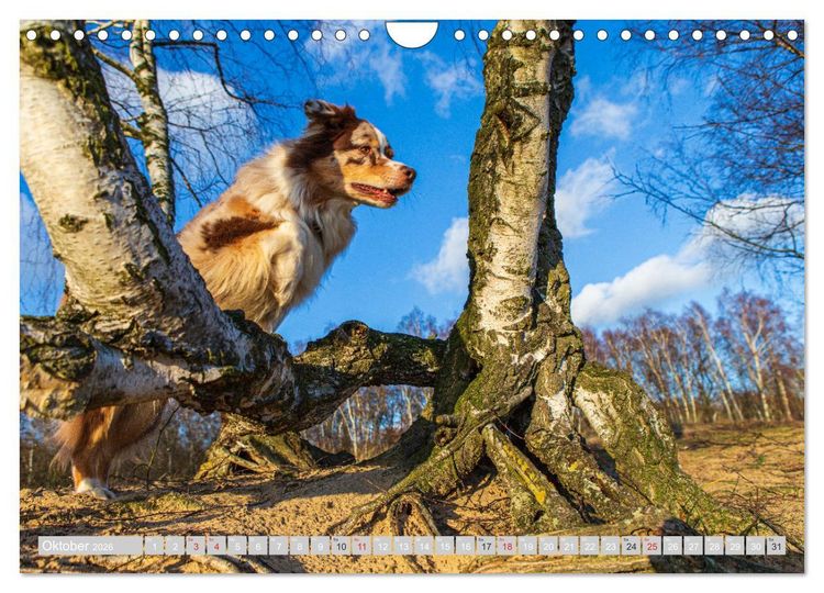 Produktbild: Australian Shepherd 2026 (Wandkalender 2026 DIN A4 quer), CALVENDO Monatskalender