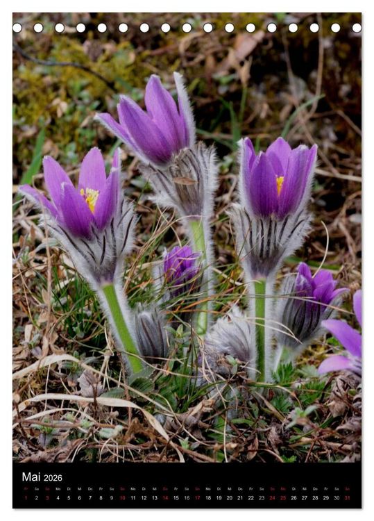 Produktbild: Seltene Wildblumen (Tischkalender 2026 DIN A5 hoch), CALVENDO Monatskalender