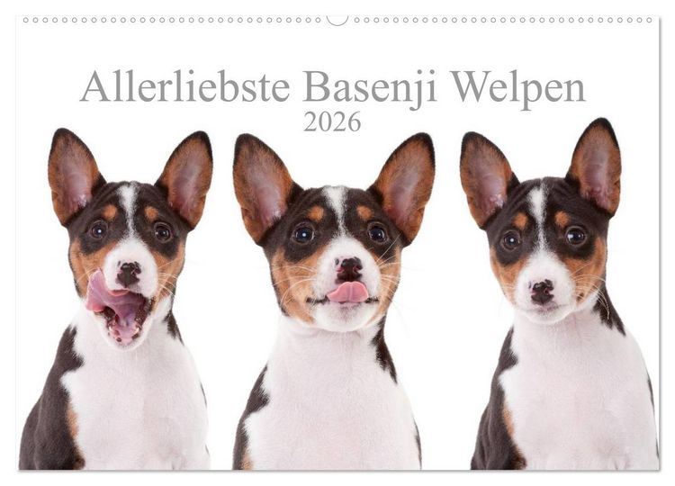 Produktbild: Allerliebste Basenji Welpen 2026 (Wandkalender 2026 DIN A2 quer), CALVENDO Monatskalender