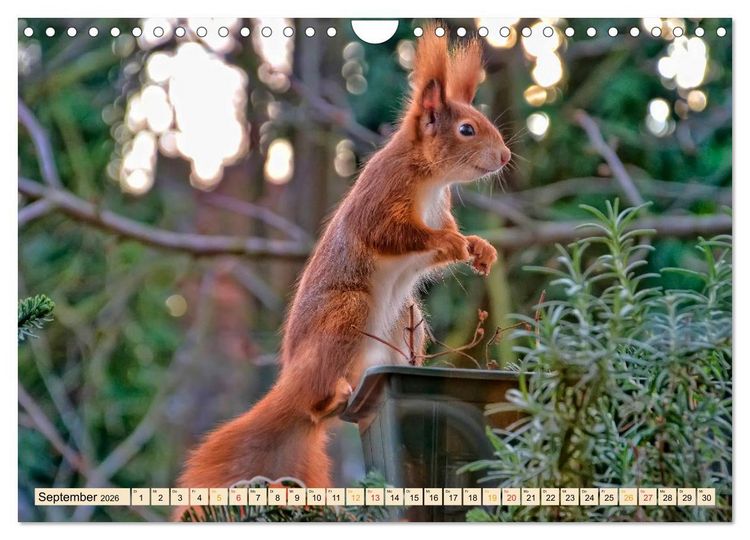 Produktbild: Eichh&ouml;rnchen - immer wieder s&uuml;&szlig; (Wandkalender 2026 DIN A4 quer), CALVENDO Monatskalender