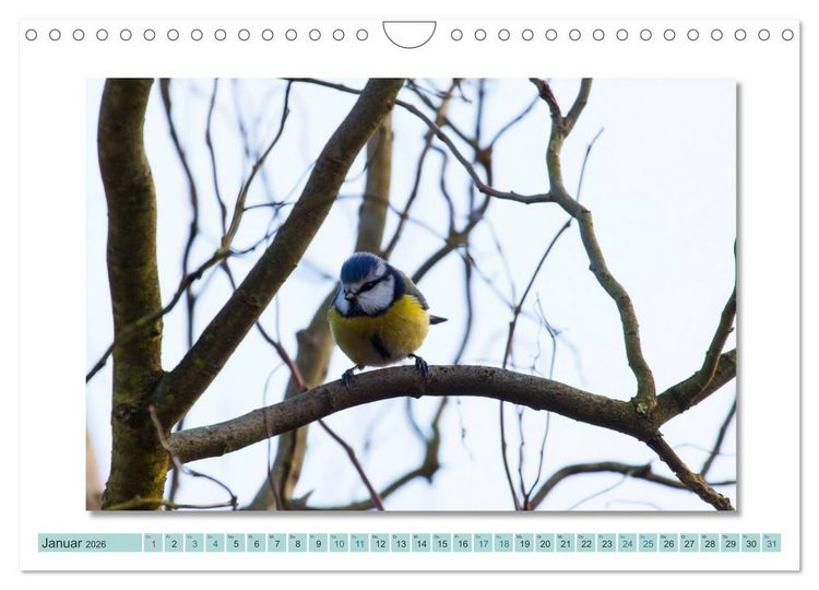 Produktbild: Augenblicke im M&uuml;ritz Nationalpark (Wandkalender 2026 DIN A4 quer), CALVENDO Monatskalender