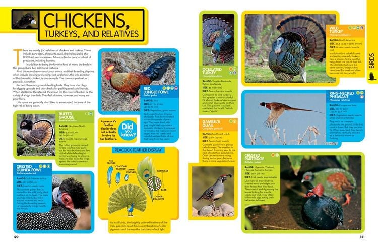 Produktbild: Animal Encyclopedia