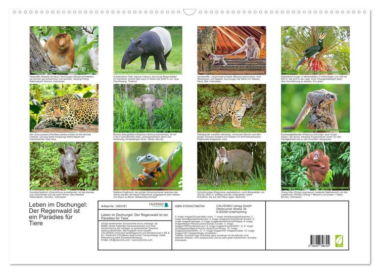 Produktbild: Leben im Dschungel: Der Regenwald ist ein Paradies f&uuml;r Tiere (Wandkalender 2026 DIN A2 quer), CALVENDO Monatskalender