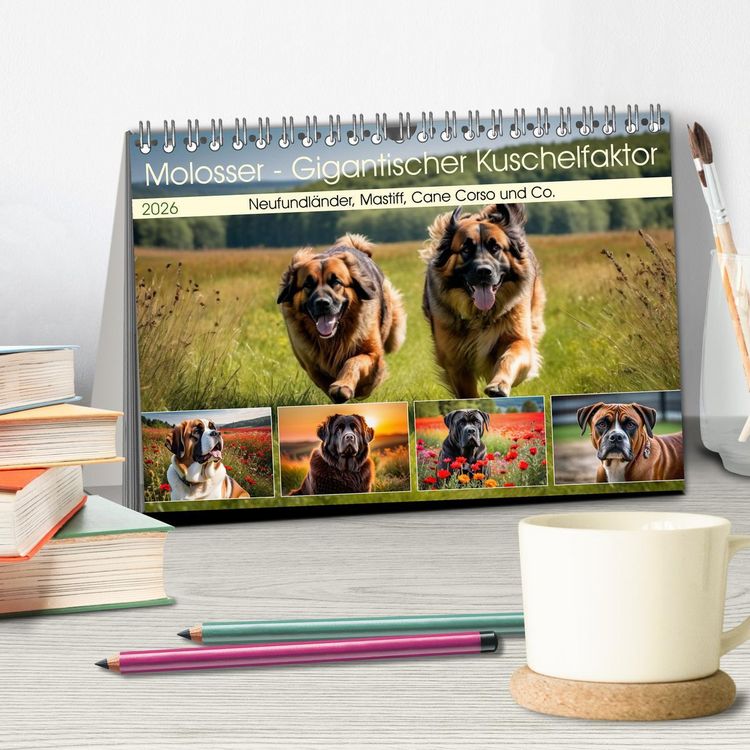 Produktbild: Molosser - Gigantischer Kuschelfaktor (Tischkalender 2026 DIN A5 quer), CALVENDO Monatskalender