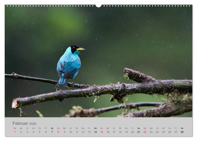 Produktbild: Costa Rica - Exotische V&ouml;gel im Regenwald (Wandkalender 2026 DIN A2 quer), CALVENDO Monatskalender