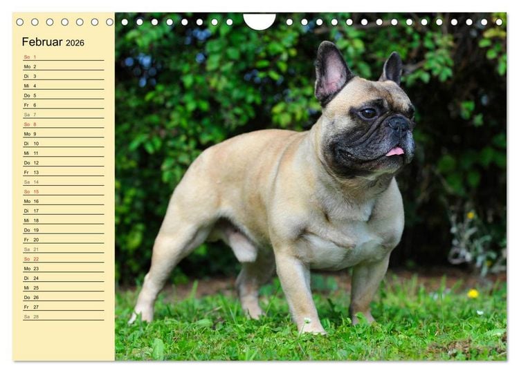 Produktbild: Franz&ouml;sische Bulldogge - Clown auf 4 Pfoten (Wandkalender 2026 DIN A4 quer), CALVENDO Monatskalender