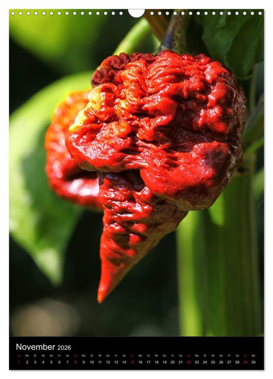 Produktbild: Chilis - H&ouml;llisch scharfe Fr&uuml;chtchen (Wandkalender 2026 DIN A3 hoch), CALVENDO Monatskalender