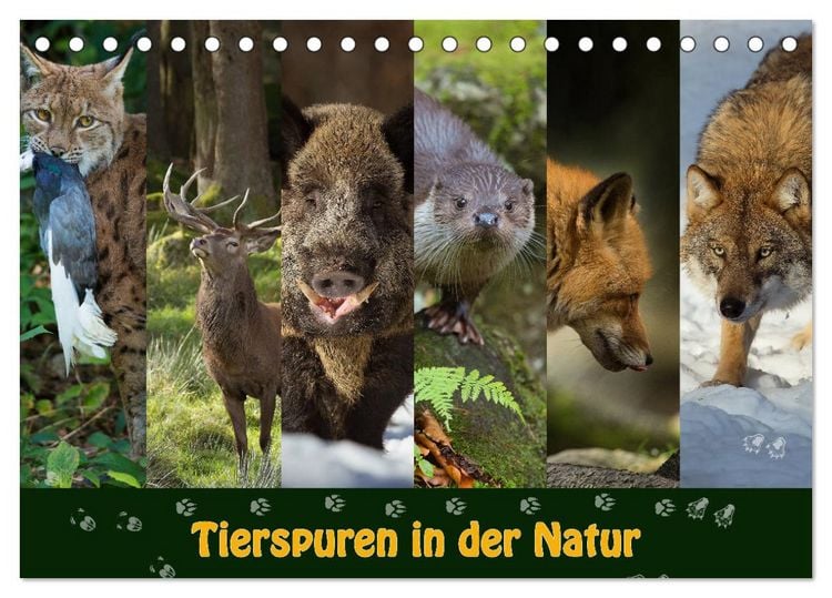 Produktbild: Tierspuren in der Natur (Tischkalender 2026 DIN A5 quer), CALVENDO Monatskalender