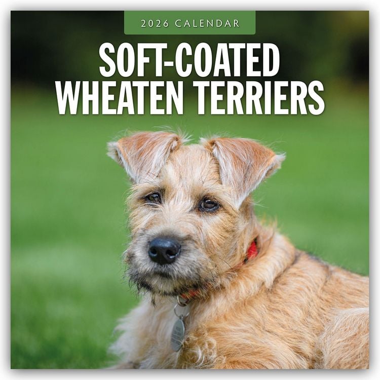 Produktbild: Soft-Coated Wheaten Terriers – Soft-Coated Wheaten Terrier 2026 – 16-Monatskalender