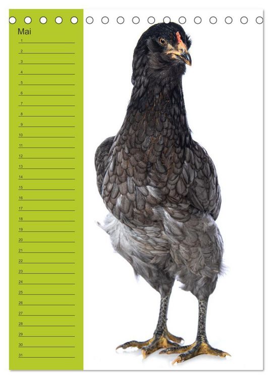 Produktbild: Kunterbunte H&uuml;hner Truppe (Tischkalender 2026 DIN A5 hoch), CALVENDO Monatskalender