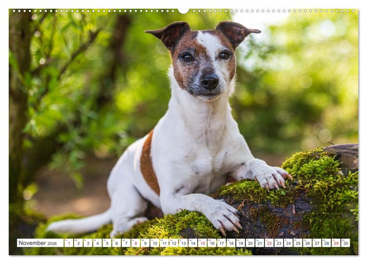 Produktbild: Jack Russell - Klein, aber oho! (hochwertiger Premium Wandkalender 2026 DIN A2 quer), Kunstdruck in Hochglanz