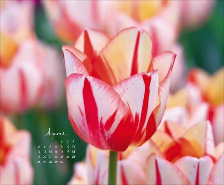 Produktbild: Floral Art 2027