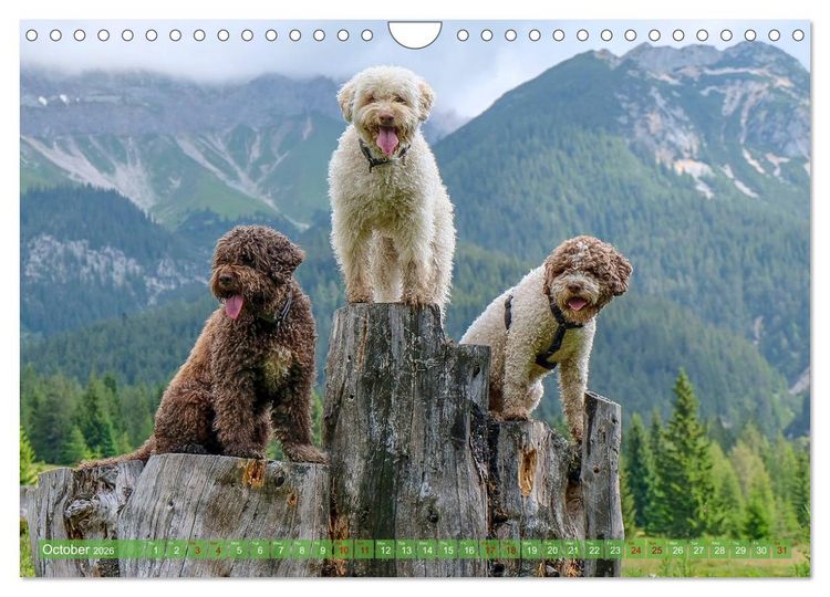 Produktbild: Lagotto Romagnolo Mountain Life (Wall Calendar 2026 DIN A4 landscape), CALVENDO 12 Month Wall Calendar