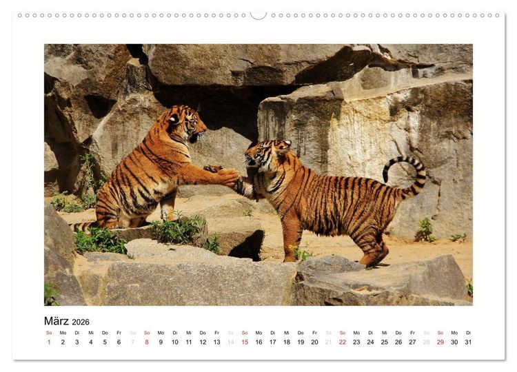 Produktbild: Tiger 2026 (Wandkalender 2026 DIN A2 quer), CALVENDO Monatskalender