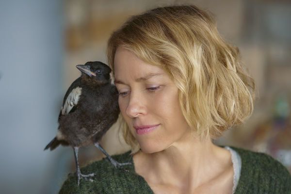 Produktbild: Befl&uuml;gelt - Ein Vogel namens Penguin Bloom