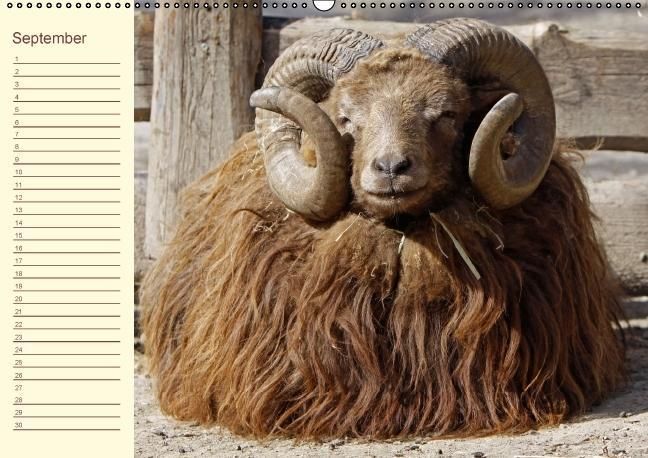 Produktbild: Der wollige Geburtstagskalender (Wandkalender immerw&auml;hrend DIN A2 quer)