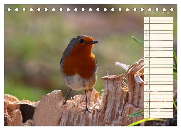 Produktbild: Gefiederte Sch&ouml;nheiten - Das Rotkehlchen / Planer (Tischkalender 2026 DIN A5 quer), CALVENDO Monatskalender