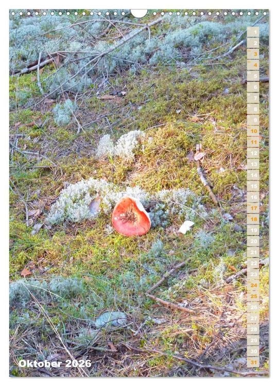 Produktbild: Kurische Nehrung &ndash; Am langen, weichen Ostsee-Strand (Wandkalender 2026 DIN A3 hoch), CALVENDO Monatskalender