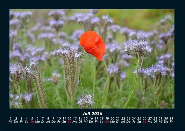 Produktbild: Blumentr&auml;ume 2026 Fotokalender DIN A4