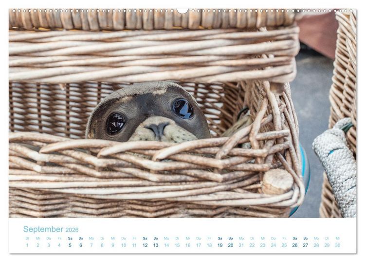 Produktbild: Mehr Nordsee (Wandkalender 2026 DIN A2 quer), CALVENDO Monatskalender