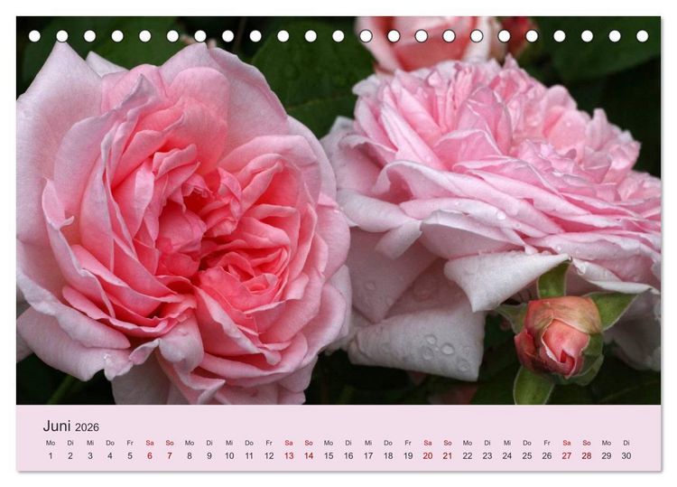 Produktbild: Rosen Reigen im Garten (Tischkalender 2026 DIN A5 quer), CALVENDO Monatskalender