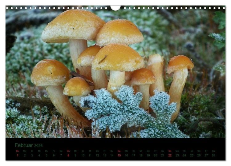 Produktbild: Im Reich der Pilze (Wandkalender 2026 DIN A3 quer), CALVENDO Monatskalender