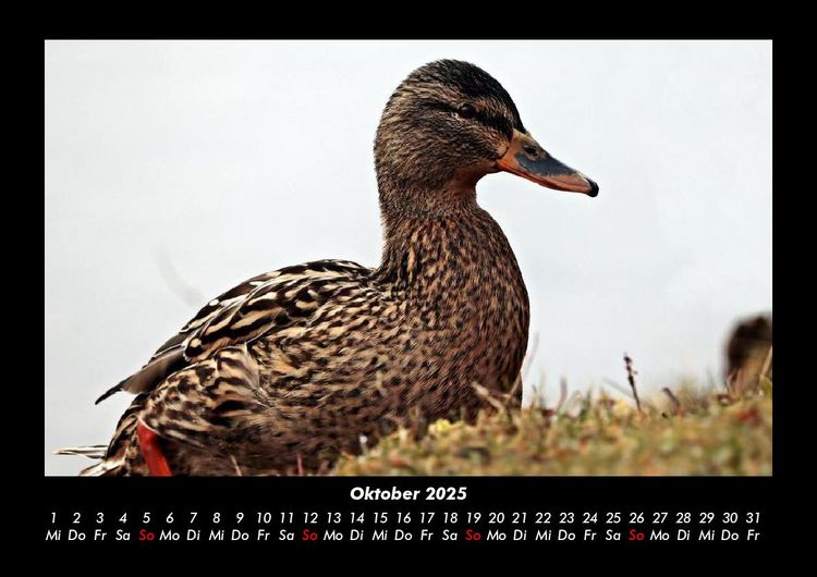 Produktbild: Enten 2025 Fotokalender DIN A3