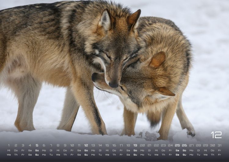 Produktbild: Wolf &ndash; Im Schatten des Waldes - 2027 - Kalender DIN A3