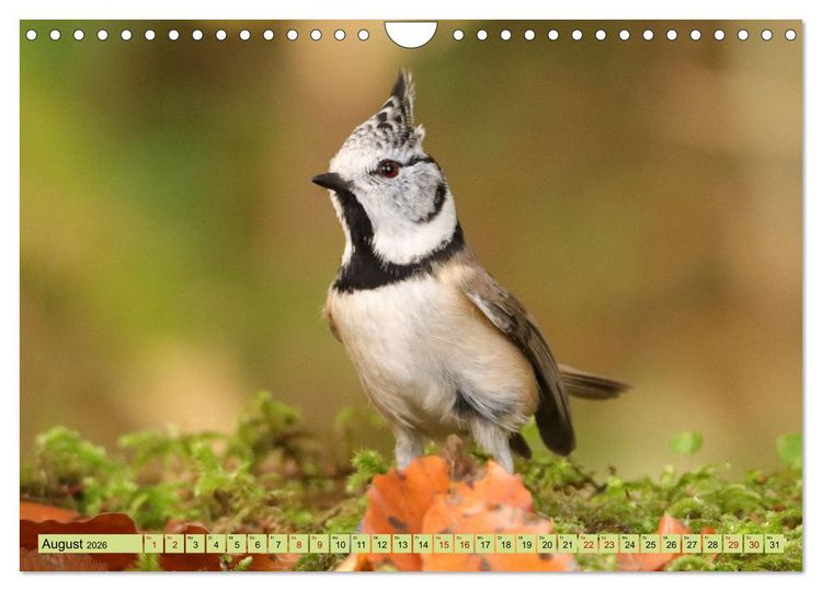 Produktbild: Heimische V&ouml;gel - Im Wald, im Garten und auf der Wiese (Wandkalender 2026 DIN A4 quer), CALVENDO Monatskalender