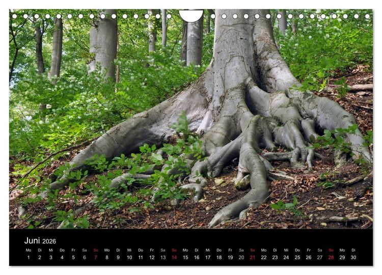 Produktbild: Wurzelwerke (Wandkalender 2026 DIN A4 quer), CALVENDO Monatskalender