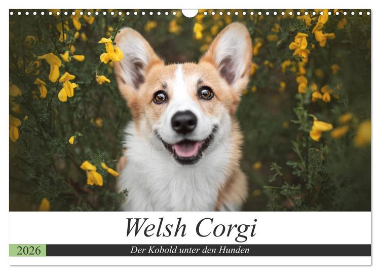 Produktbild: Welsh Corgi - Der Kobold unter den Hunden (Wandkalender 2026 DIN A3 quer), CALVENDO Monatskalender