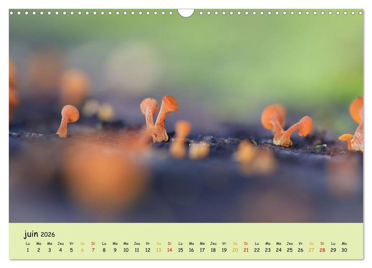 Produktbild: Champignons tout en couleurs (Calendrier mural 2026 DIN A3 vertical), CALVENDO calendrier mensuel