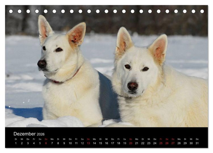 Produktbild: Wei&szlig;er Schweizer Sch&auml;ferhund (Tischkalender 2026 DIN A5 quer), CALVENDO Monatskalender