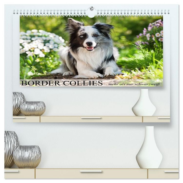 Produktbild: Border Collies - nicht nur schwarzwei&szlig; (hochwertiger Premium Wandkalender 2026 DIN A2 quer), Kunstdruck in Hochglanz
