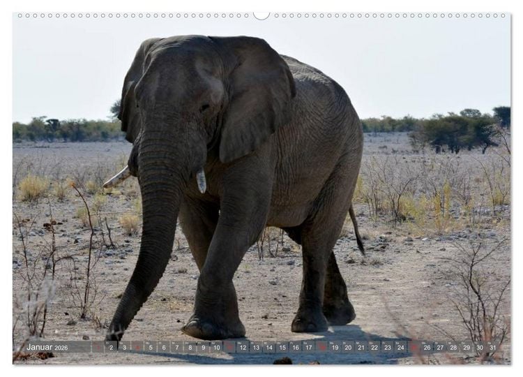 Produktbild: ELEFANTEN IN UNBER&Uuml;HRTER NATUR (Wandkalender 2026 DIN A2 quer), CALVENDO Monatskalender