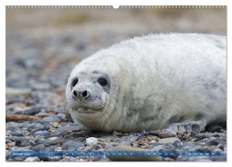 Produktbild: Robben - Lustige Bewohner Helgolands (Wandkalender 2026 DIN A2 quer), CALVENDO Monatskalender