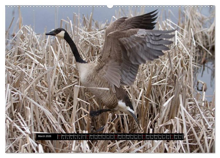 Produktbild: CANADA GOOSE / UK-Version (High Quality Premium Wall Calendar 2026 DIN A2 landscape),CALVENDO 12 Month Wall Calendar