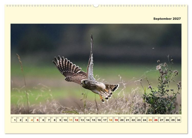 Produktbild: Tierwelt der W&uuml;mmeniederung (Wandkalender 2027 DIN A2 quer), CALVENDO Monatskalender