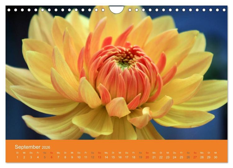 Produktbild: Dahlien (Wandkalender 2026 DIN A4 quer), CALVENDO Monatskalender