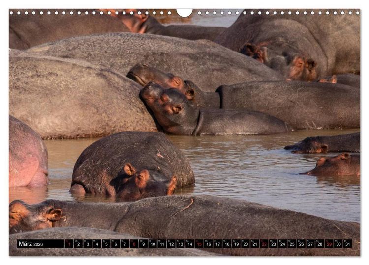 Produktbild: Hippos im s&uuml;dlichen Afrika (Wandkalender 2026 DIN A3 quer), CALVENDO Monatskalender