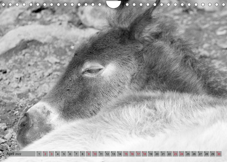 Produktbild: Die letzten Wildpferde Exmoor Ponys (Wandkalender 2022 DIN A4 quer)