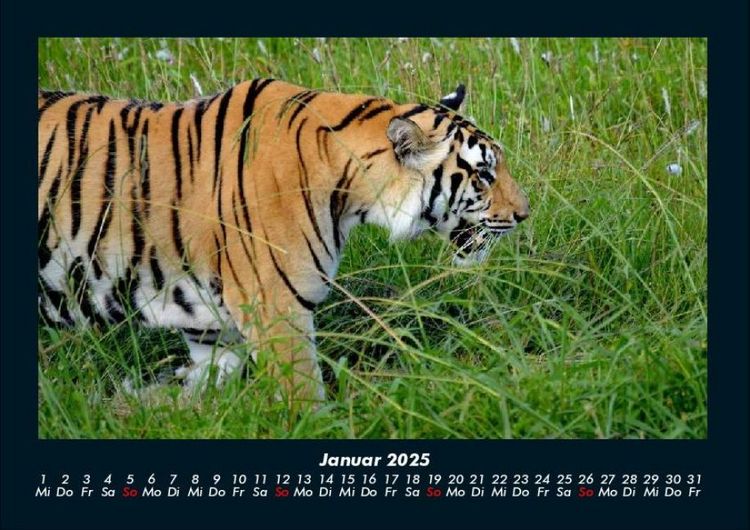 Produktbild: Welt der Tiere 2025 Fotokalender DIN A4