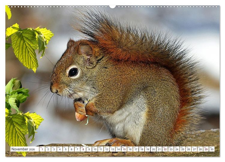 Produktbild: Wildlife of the Tundra (Wall Calendar 2026 DIN A2 landscape), CALVENDO 12 Month Wall Calendar