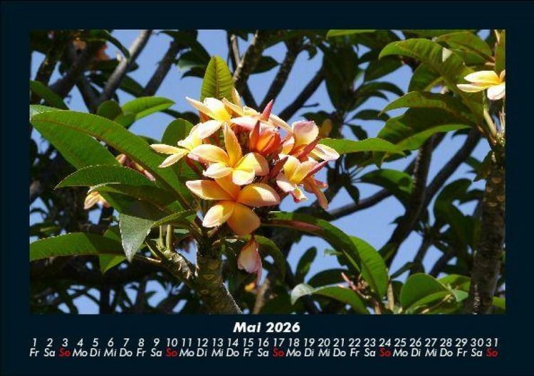 Produktbild: Blumentr&auml;ume 2026 Fotokalender DIN A5