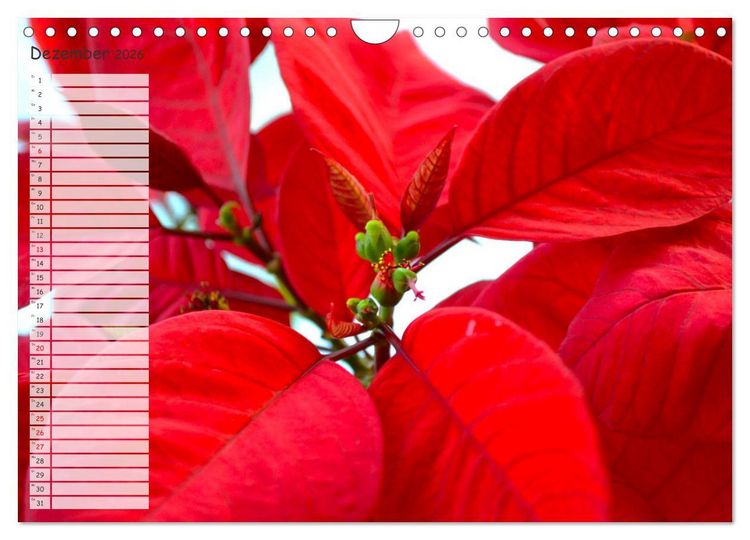 Die schnsten Zimmerpflanzen. Pflegeleicht, dekorativ und wohltuend  (Wandkalender 2026 DIN A4 quer), CALVENDO Monatskalender" kaufen