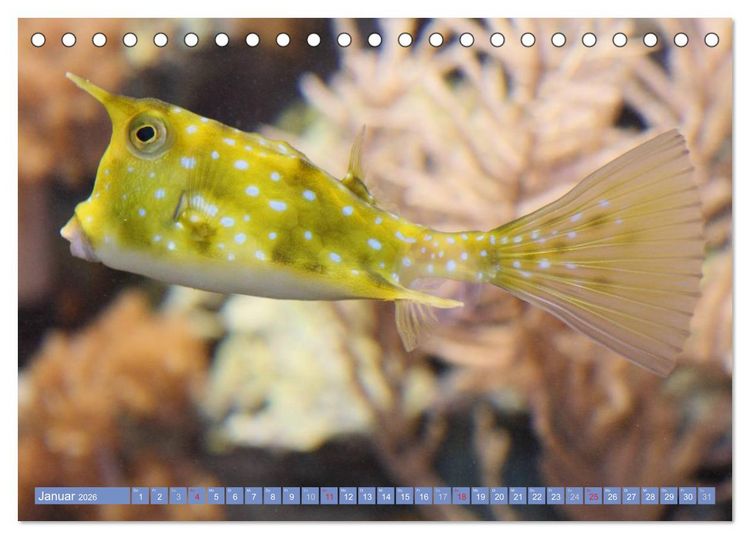 Produktbild: Bunte Welt der Fische (Tischkalender 2026 DIN A5 quer), CALVENDO Monatskalender